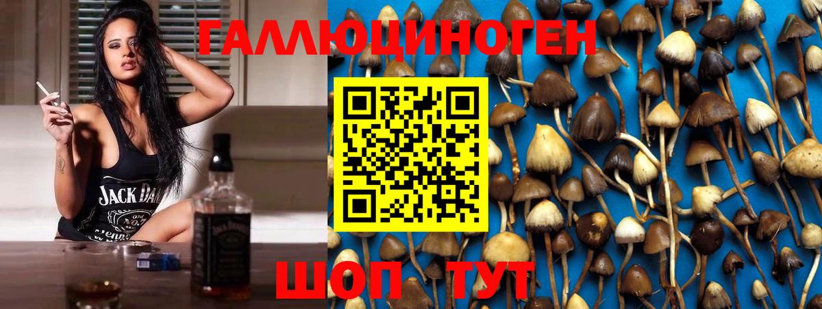 Галлюциногенные грибы Psilocybe Кореновск